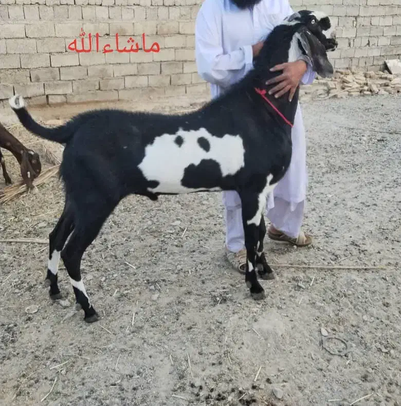 نربز پنجاب|حیوانات مزرعه|سراوان, |دیوار