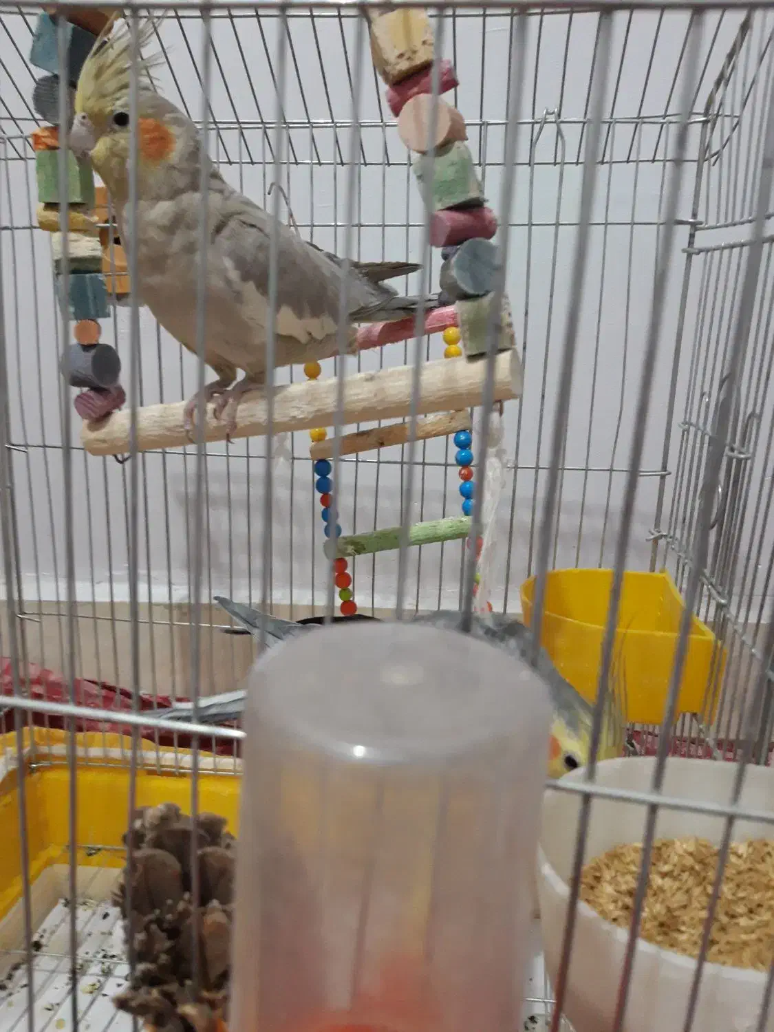 عروس هلندی|پرنده|کرانی, |دیوار