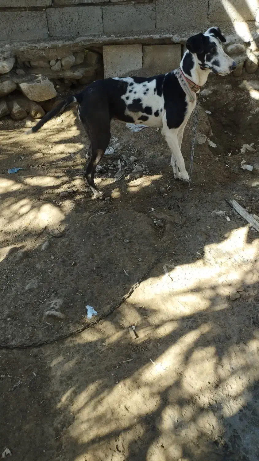 سگ تازی|سگ|تخت, |دیوار