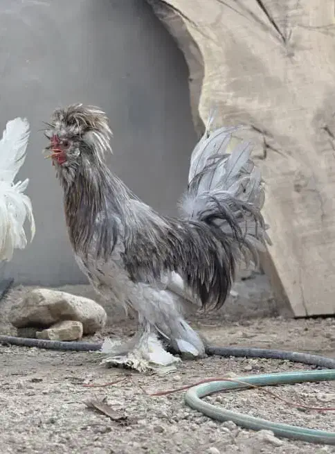 خروس سلطان|حیوانات مزرعه|لامرد, |دیوار