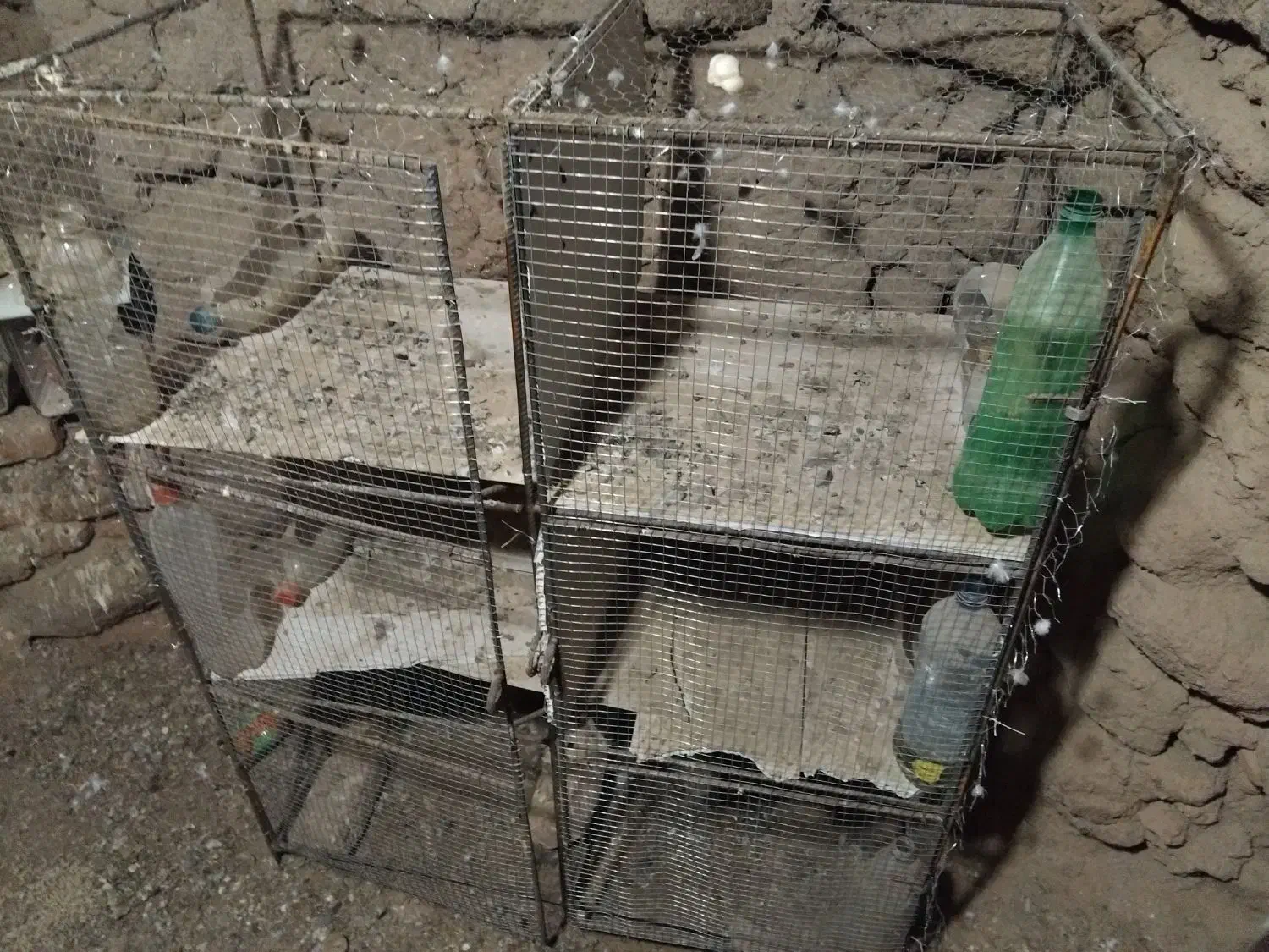 جفتگاه|پرنده|بیرجند, |دیوار