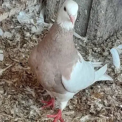 کبوتر طوقی کرمانشاهی|پرنده|بندر دیر, |دیوار