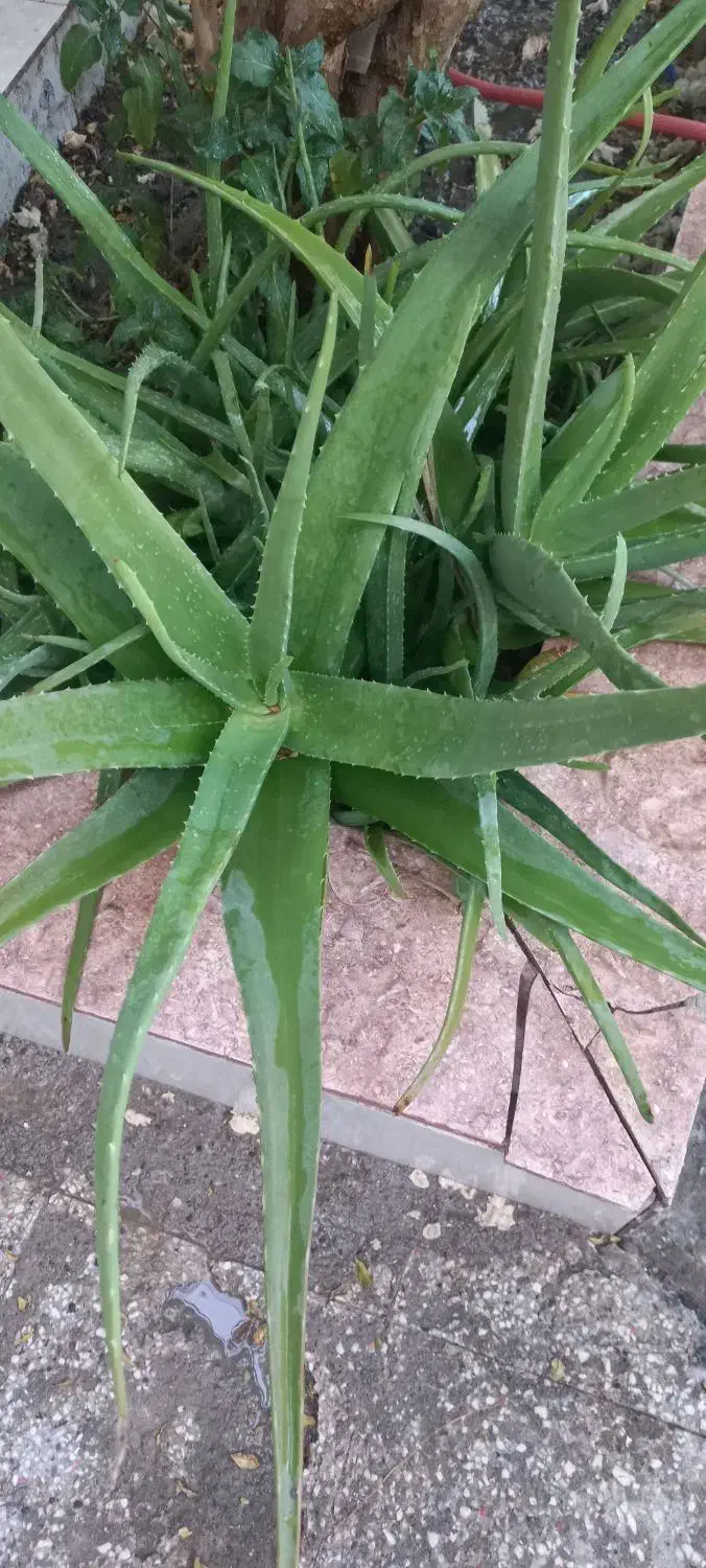 گل آلوئه ورا|گل و گیاه طبیعی|زابل, |دیوار