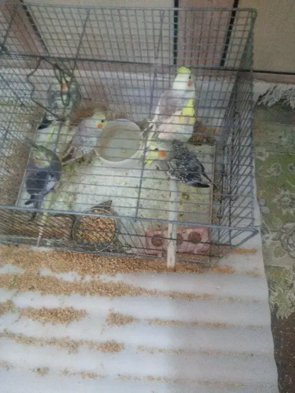 فروش عروس هلندی جوجه|پرنده|ارسنجان, |دیوار