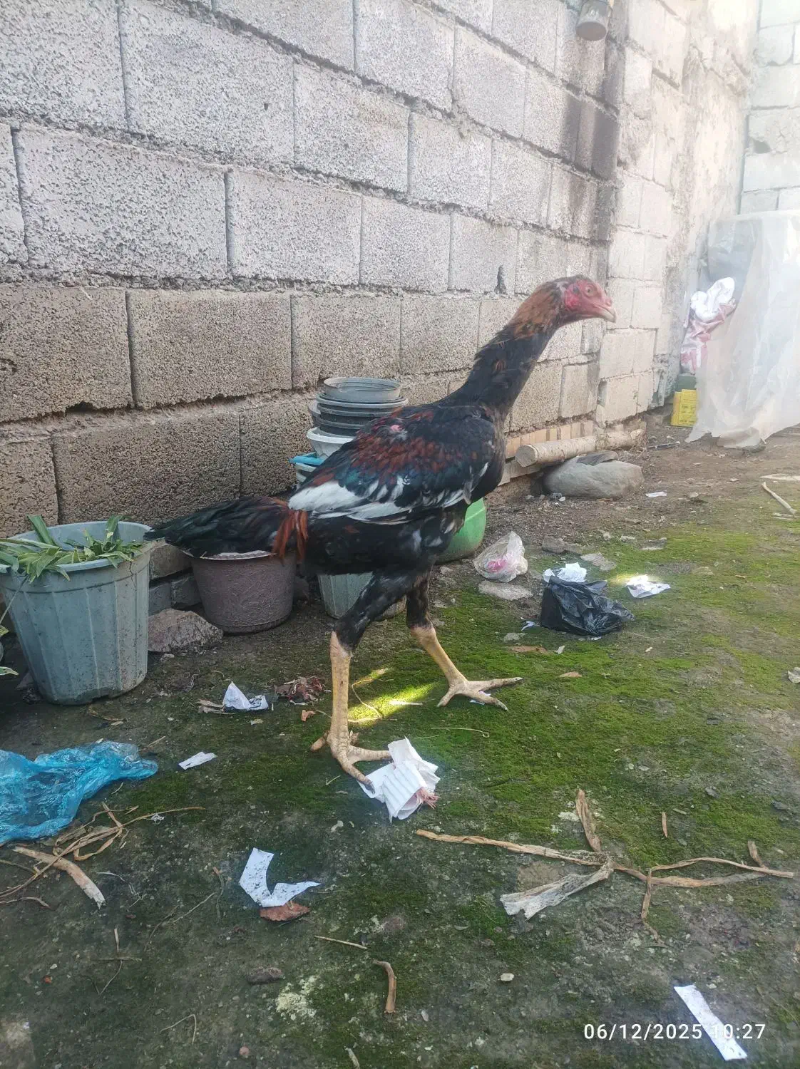 خروس اوشامودلند|حیوانات مزرعه|دلند, |دیوار