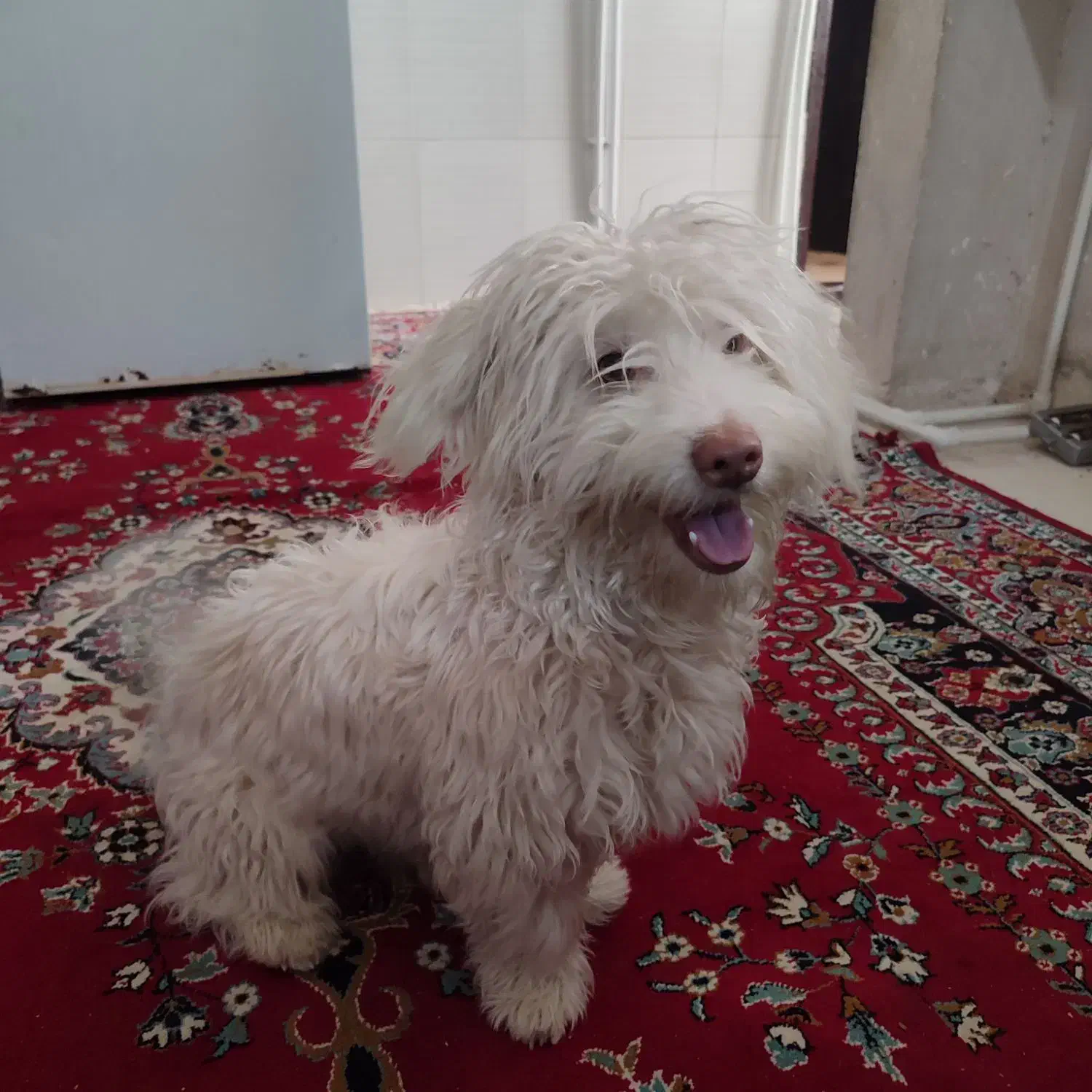 پاپی|سگ|تربت جام, المهدی|دیوار