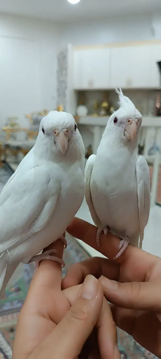 دو عدد عروس هلندی البینو|پرنده|تربتحیدریه, کاشانی|دیوار