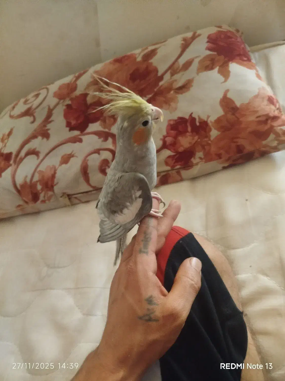 عروس هلندی|پرنده|ساوه, |دیوار