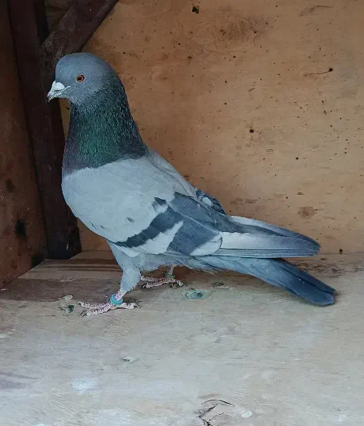 کبوتر نر|پرنده|وحیدیه, |دیوار