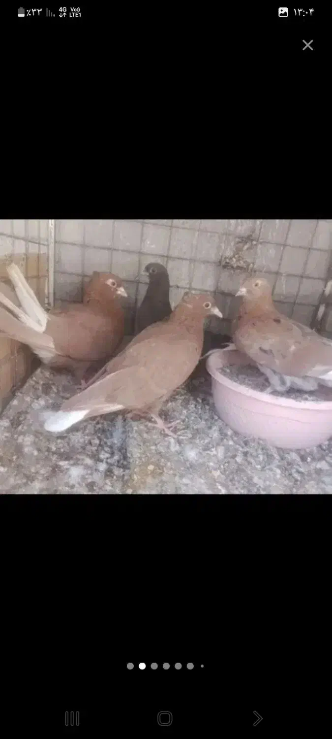 کفتر زرد کرمانی و طوقی و دم سفید کاکلی|پرنده|بیرجند, |دیوار