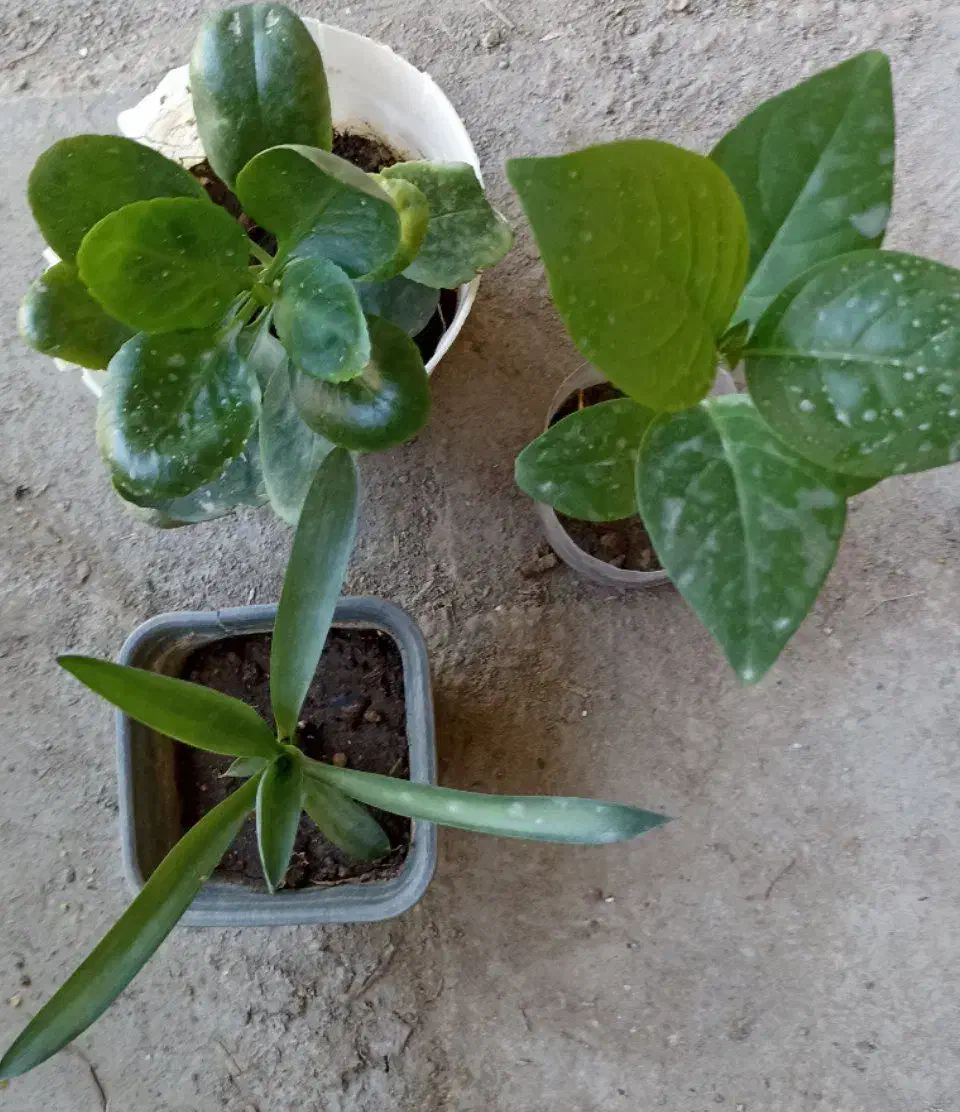 گل وگیاه|گل و گیاه طبیعی|کنارک, |دیوار