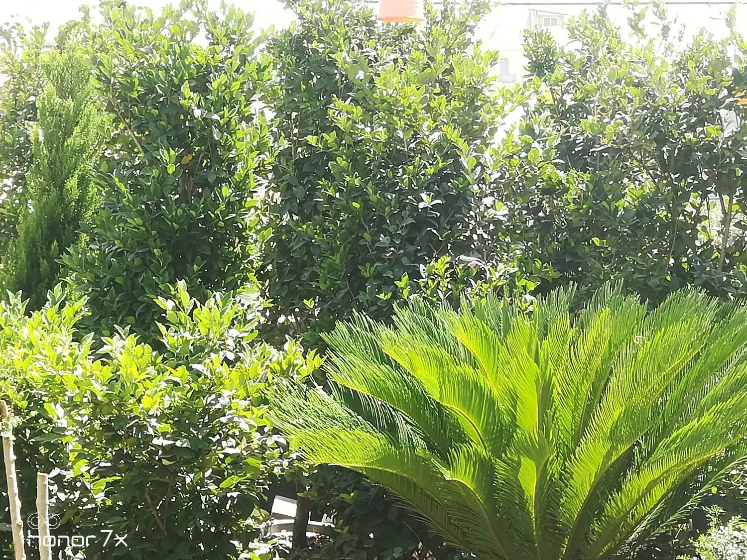 درخت گل گیاه تنه درخت طبیعی نهال|گل و گیاه طبیعی|تهران, طرشت|دیوار