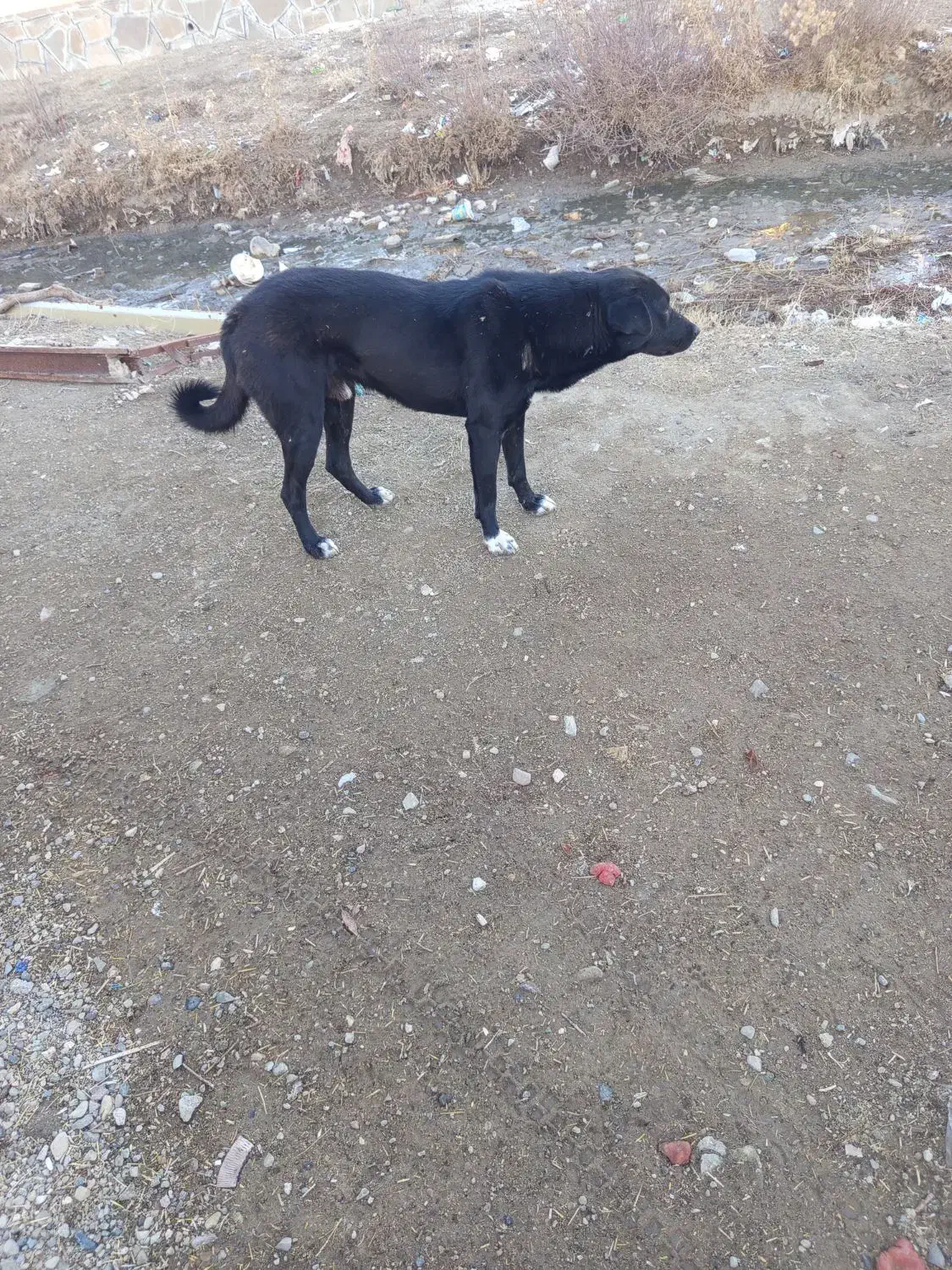 سگ گله|سگ|دهگلان, |دیوار