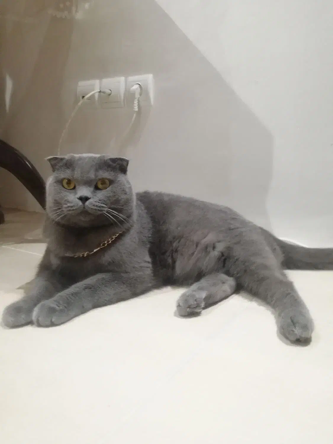 اسکاتیش خالص|گربه|ارومیه, |دیوار