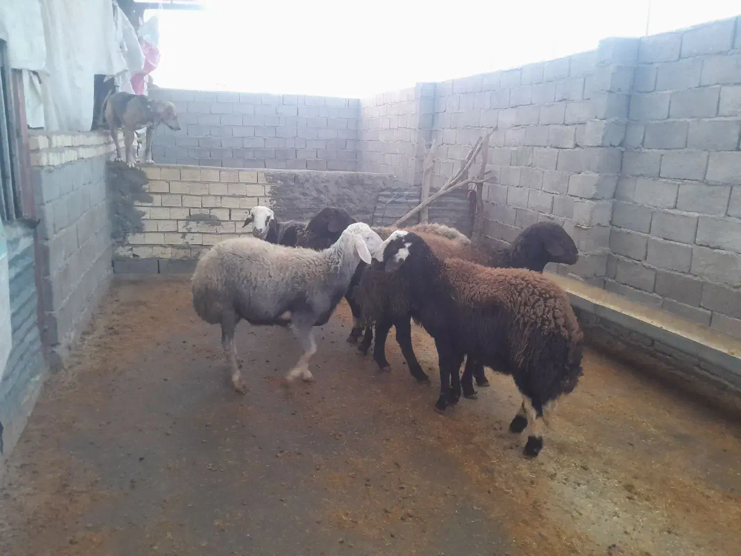 5 قوچ|حیوانات مزرعه|کوهدشت, |دیوار