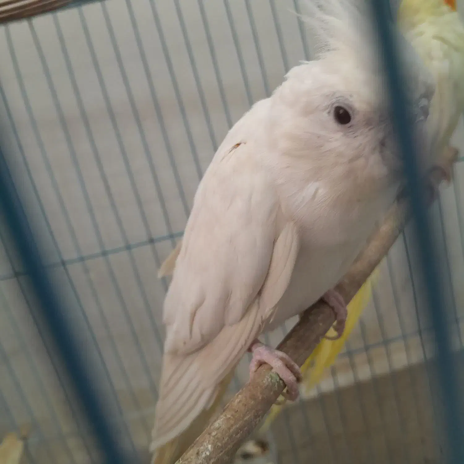 دوعددعروس هلندی گم شده ب یابنده۲ملیون پاداش میدم|پرنده|ایذه, |دیوار