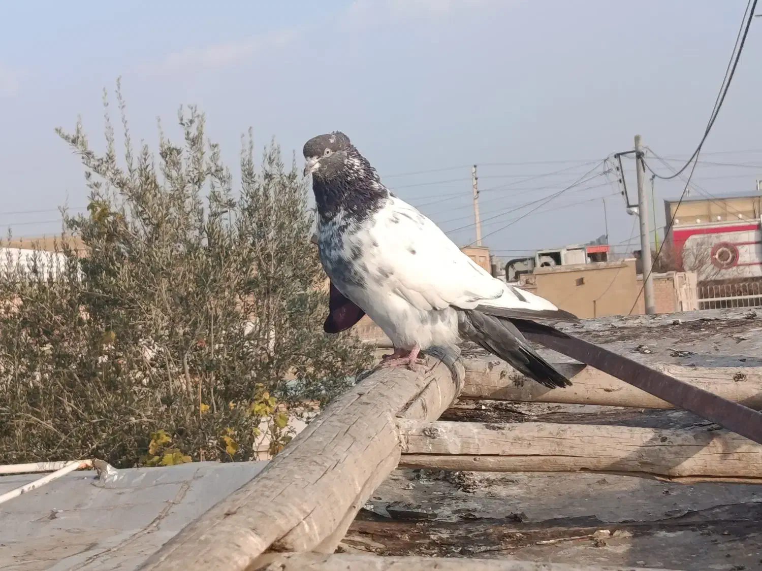 کبوتر زینتی|پرنده|نجفآباد, دفاع مقدس|دیوار