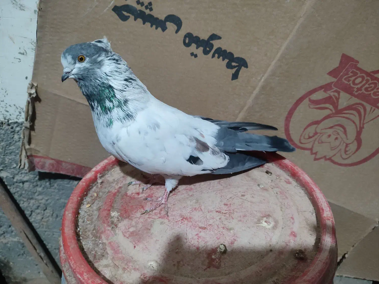 دوتا ماده با یک نفر کله دم سیاه فروشی|پرنده|شاهرود, |دیوار