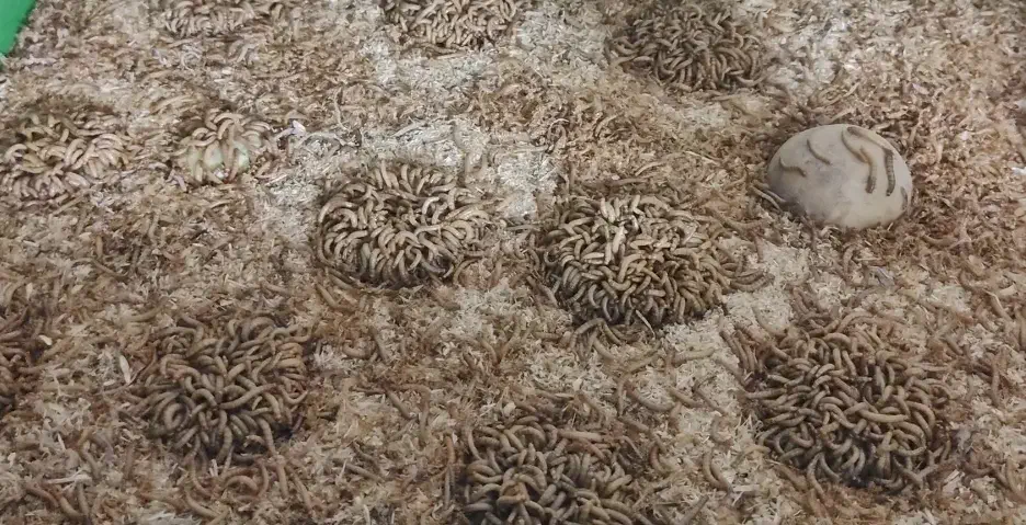 میلورم|لوازم جانبی حیوانات|دزفول, |دیوار