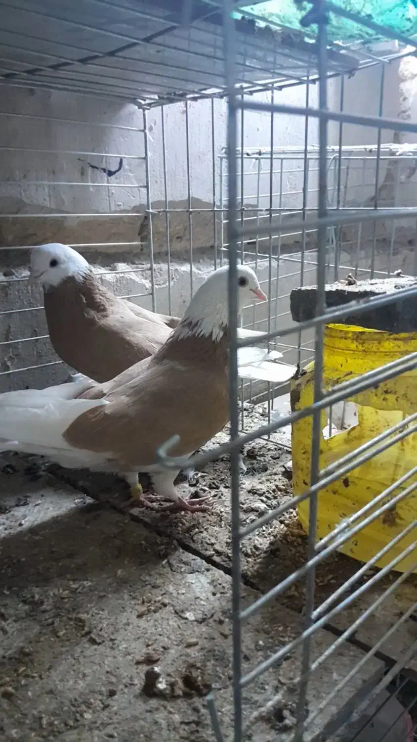 شازده گلی|پرنده|کاشان, پامنار|دیوار