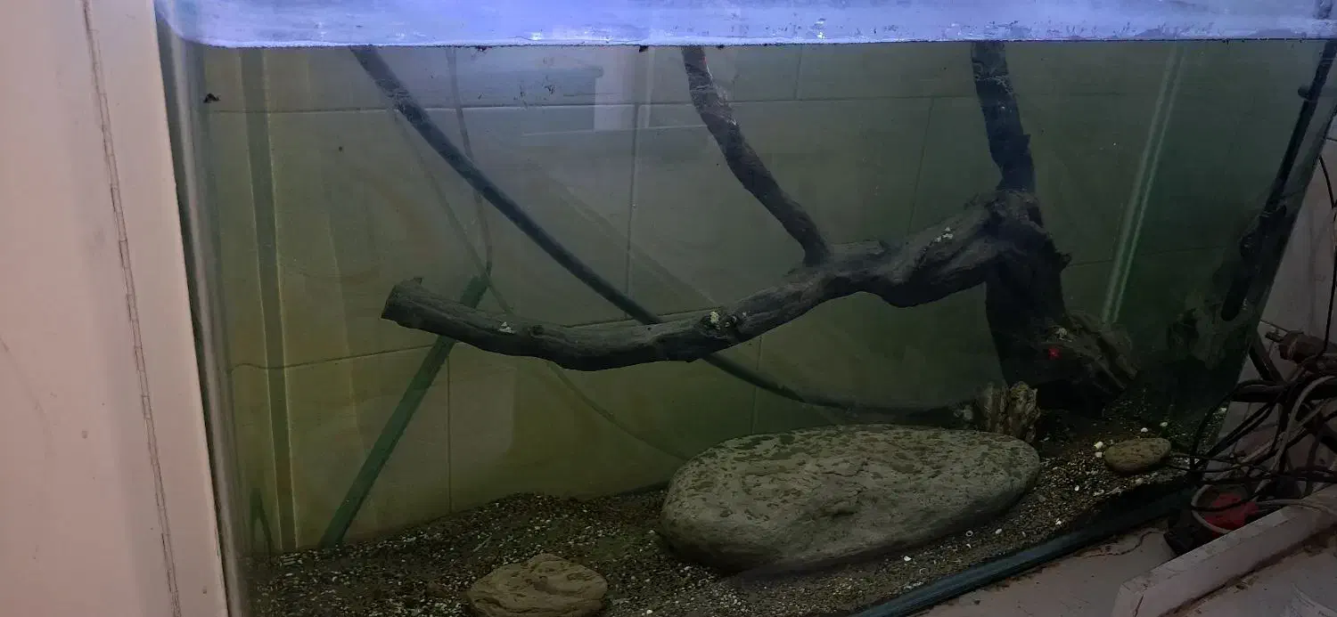 آکواریوم|ماهی|قزوین, |دیوار