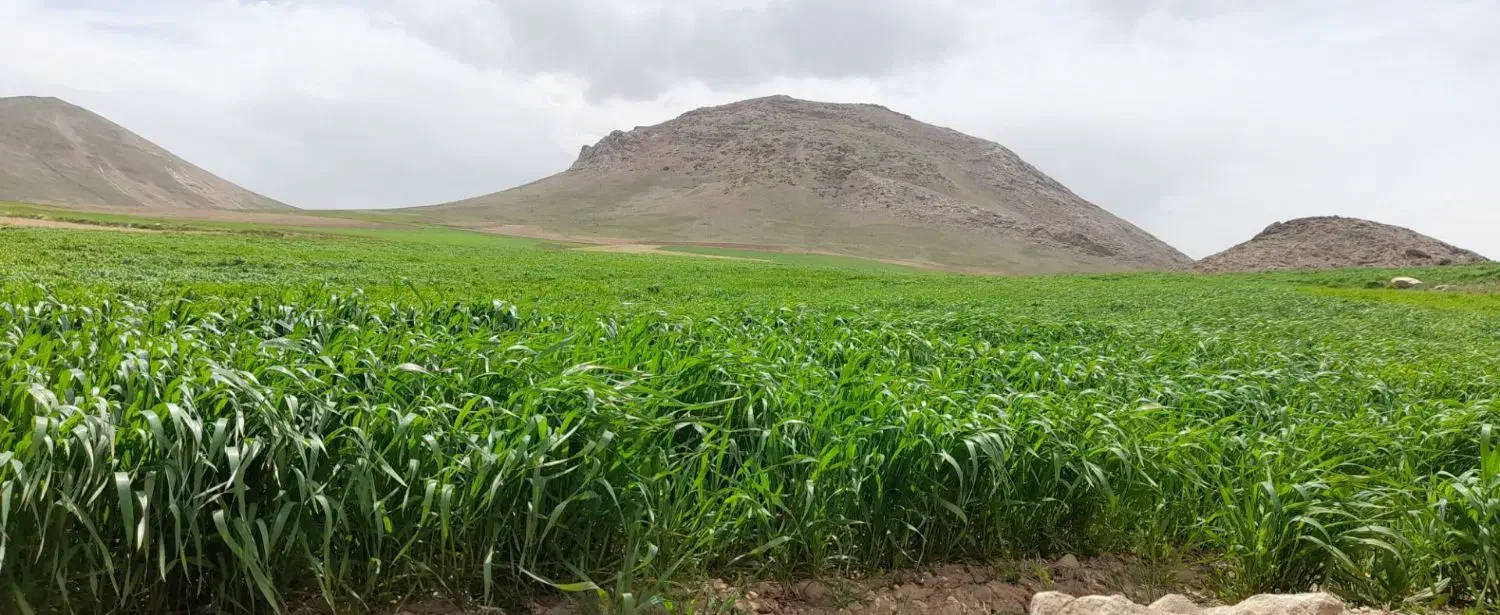 زمین|فروش زمین و ملک کلنگی|بهار, |دیوار