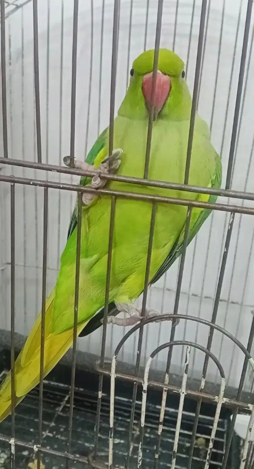 طوطی ملنگوی دوساله فروش فوری|پرنده|اردبیل, |دیوار