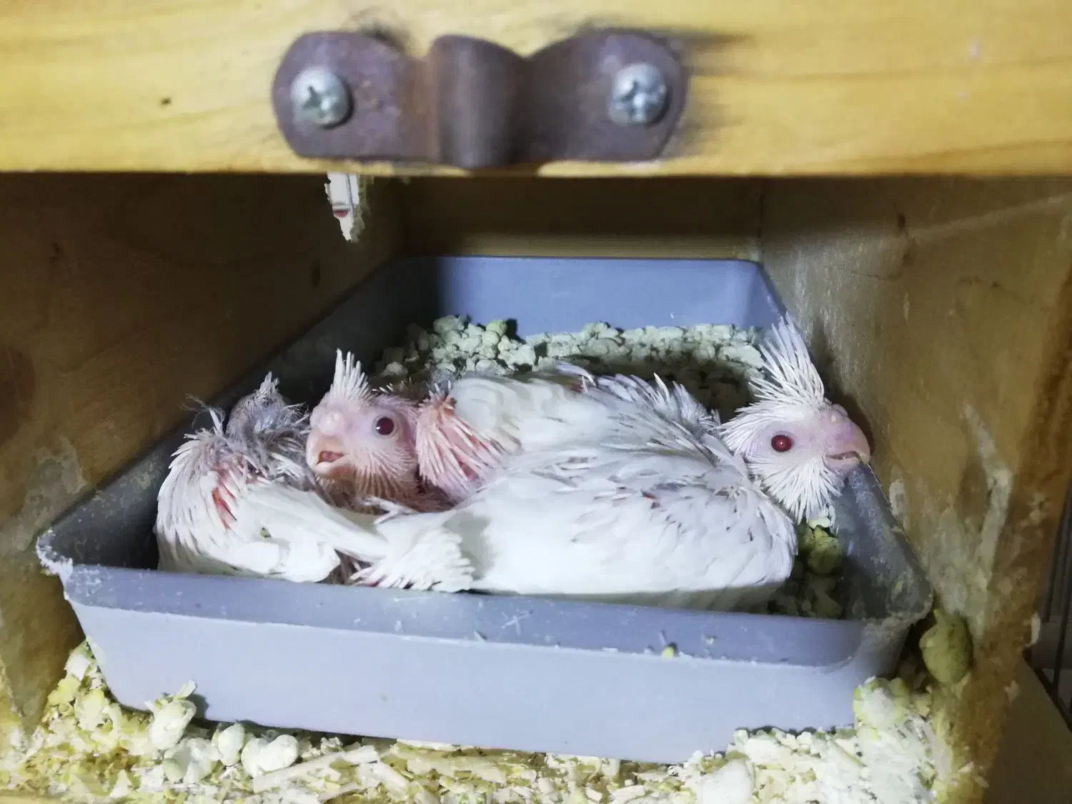 جوجه عروس آلبینیو|پرنده|برازجان, |دیوار