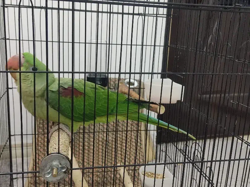 شاه طوطی 3ماهه گرینچیک راهب لوری|پرنده|قم, قم نو|دیوار