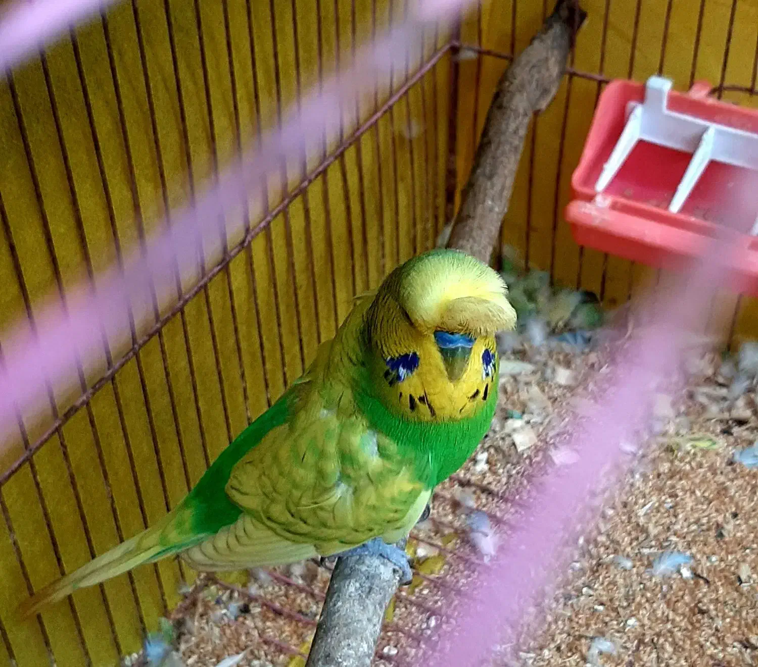 نر مست انگلیسی پشت فر و تاج دار رنگبندی عالی|پرنده|خان ببین, |دیوار