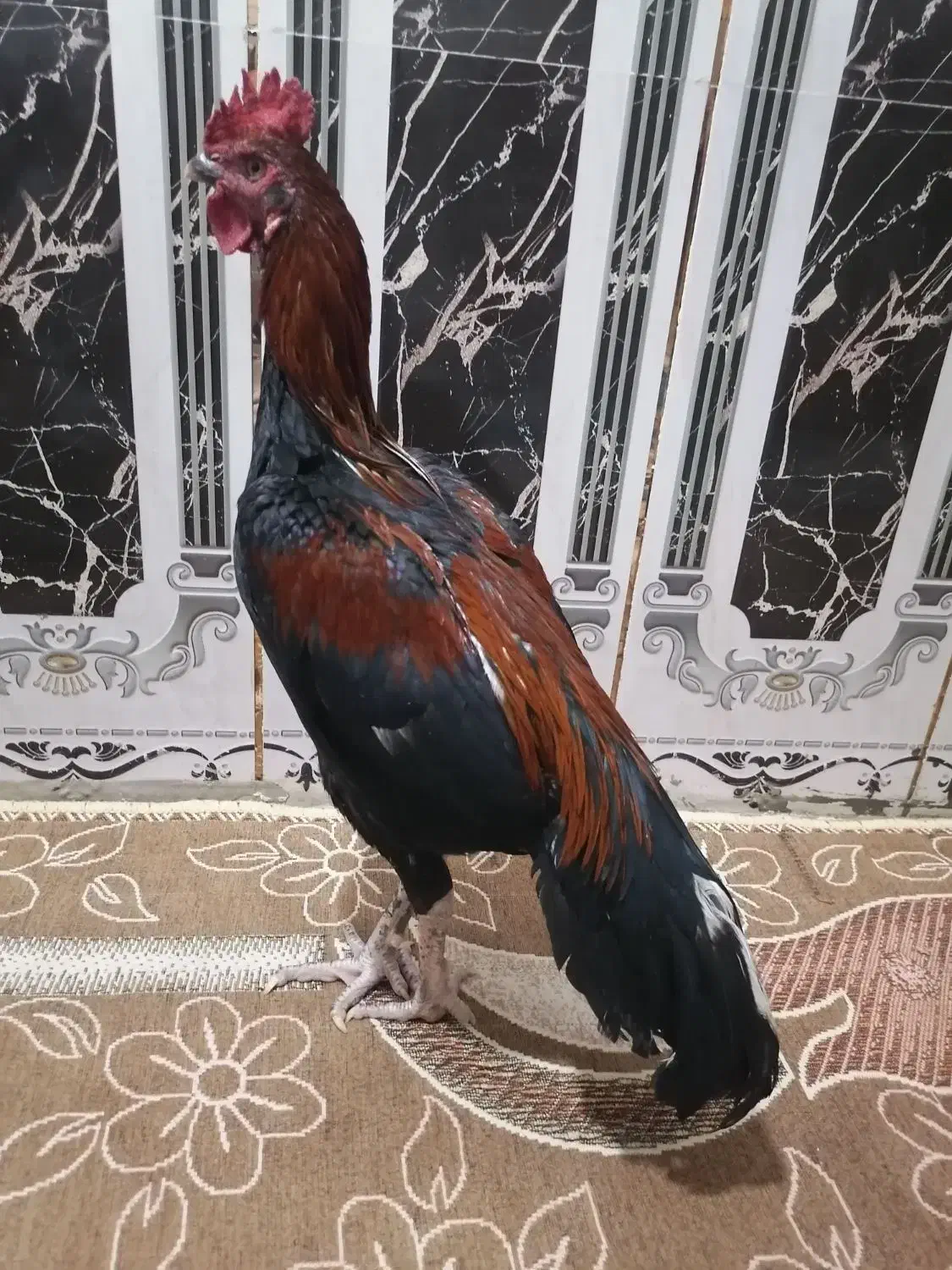 خروس قرمز|حیوانات مزرعه|سراوان, |دیوار