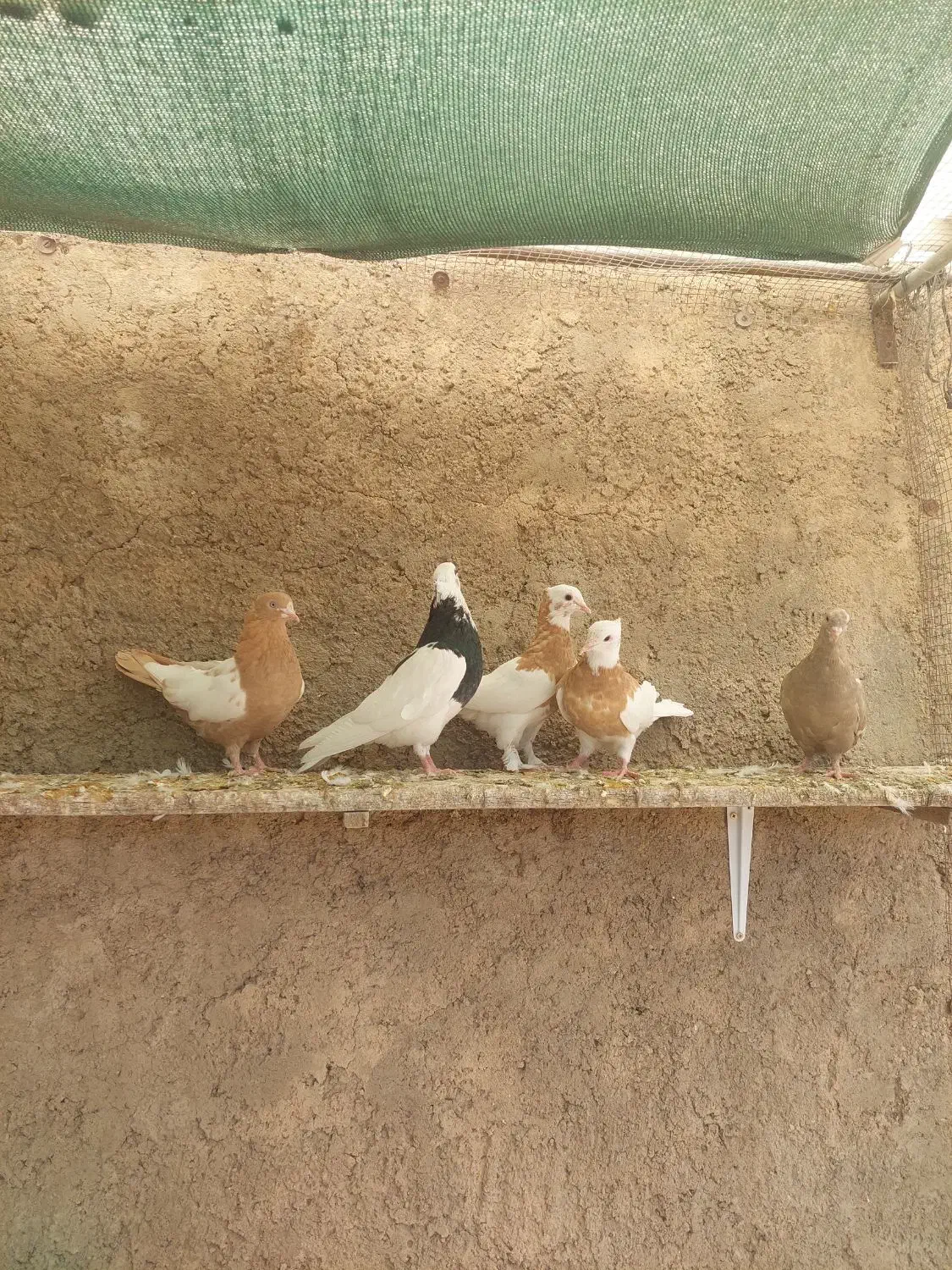 جوجه کفتر|پرنده|شیراز, ارم|دیوار