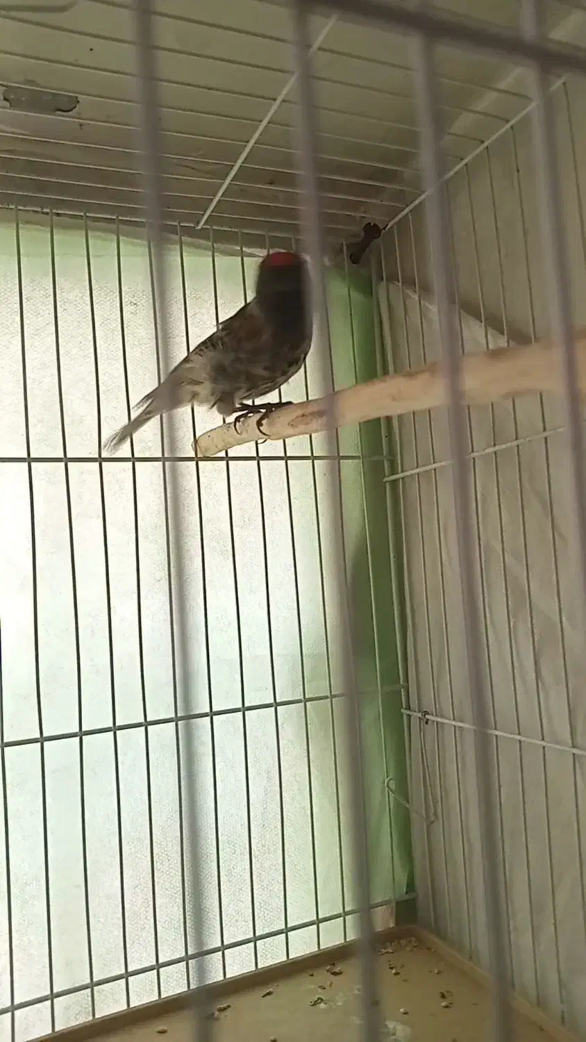 گلبسر نر مست خون قناری سهره|پرنده|مشهد, عبادی|دیوار