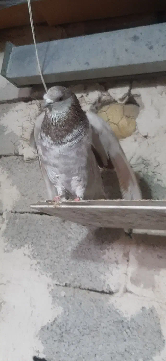 کبوتر پرشی|پرنده|اشنویه, |دیوار