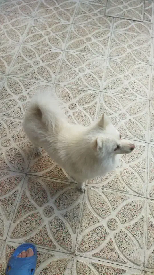 دوتا سگ نر با نمک|سگ|مرند, |دیوار