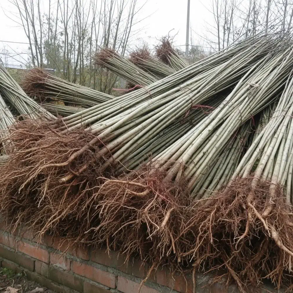 فقط تا فردا با هر خرید با یک نهال اشانتیون رایگان|حراج|کوهدشت, |دیوار