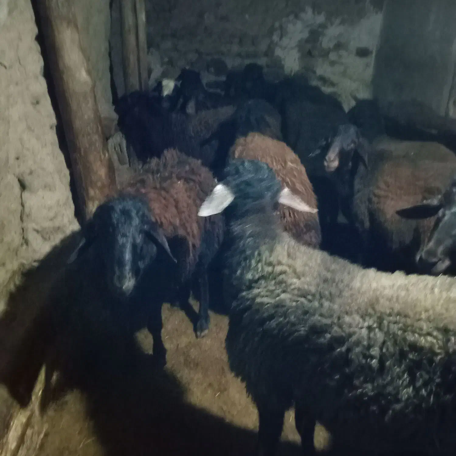 پرورب|حیوانات مزرعه|چاراویماق, |دیوار