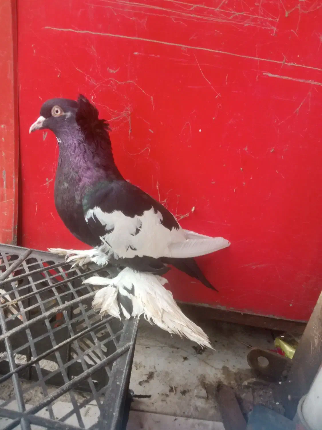 کبوتر خاص با قیمت کم|پرنده|پارسآباد, |دیوار