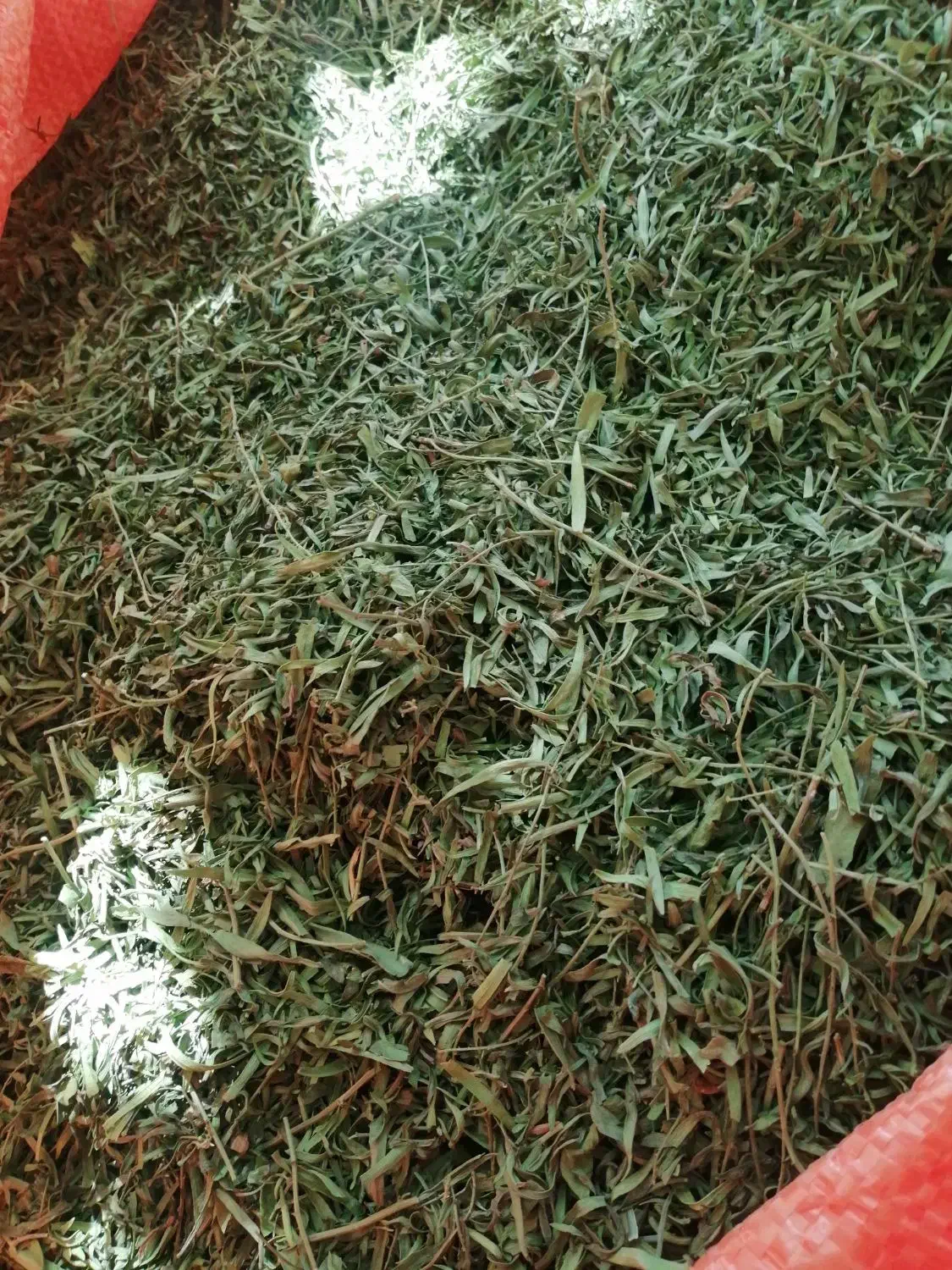 سلام ترخون خشک شده باکیفیت ومعطر|خوردنی و آشامیدنی|گلباف, |دیوار