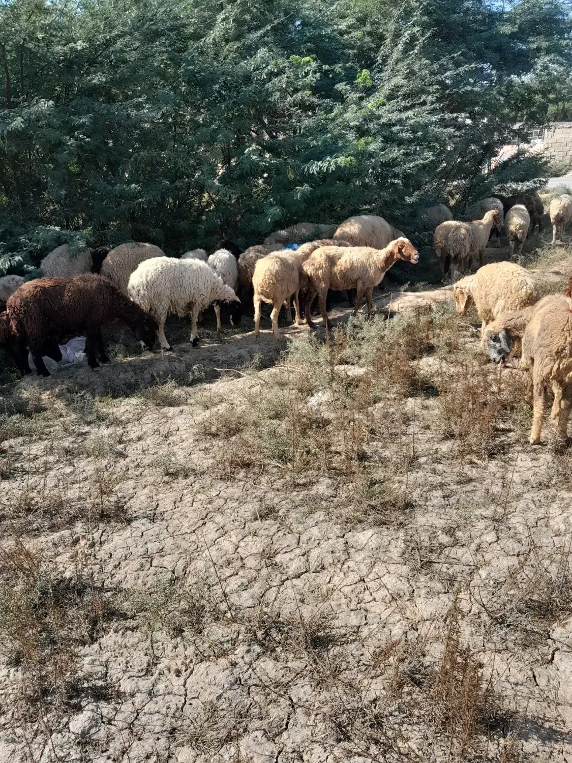 میش ابستن|حیوانات مزرعه|باوی, |دیوار