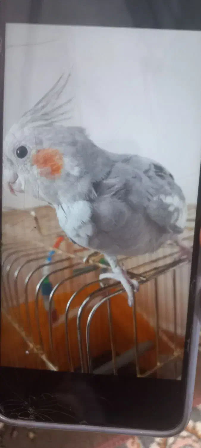 عروس هلند|حیوانات|قم, شهر قائم|دیوار