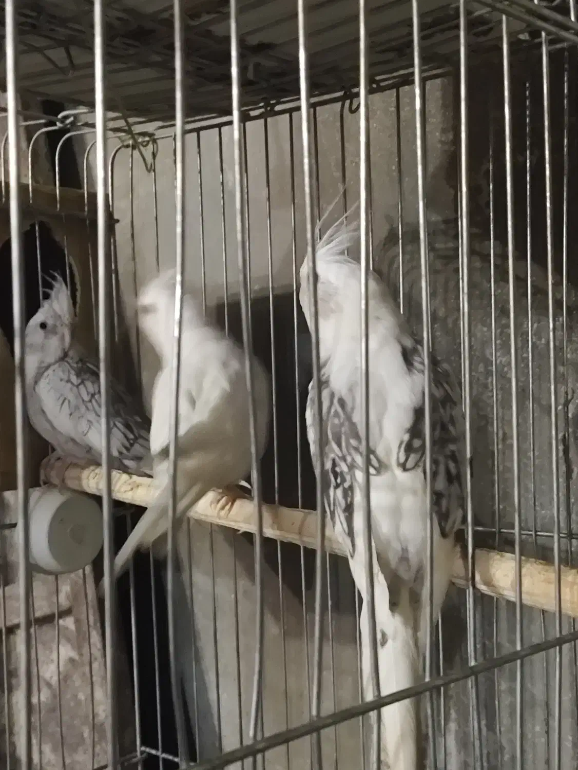 عروس هلندی آلبینو سفید ایزابلا و سفید خال خالی|پرنده|آبدانان, |دیوار