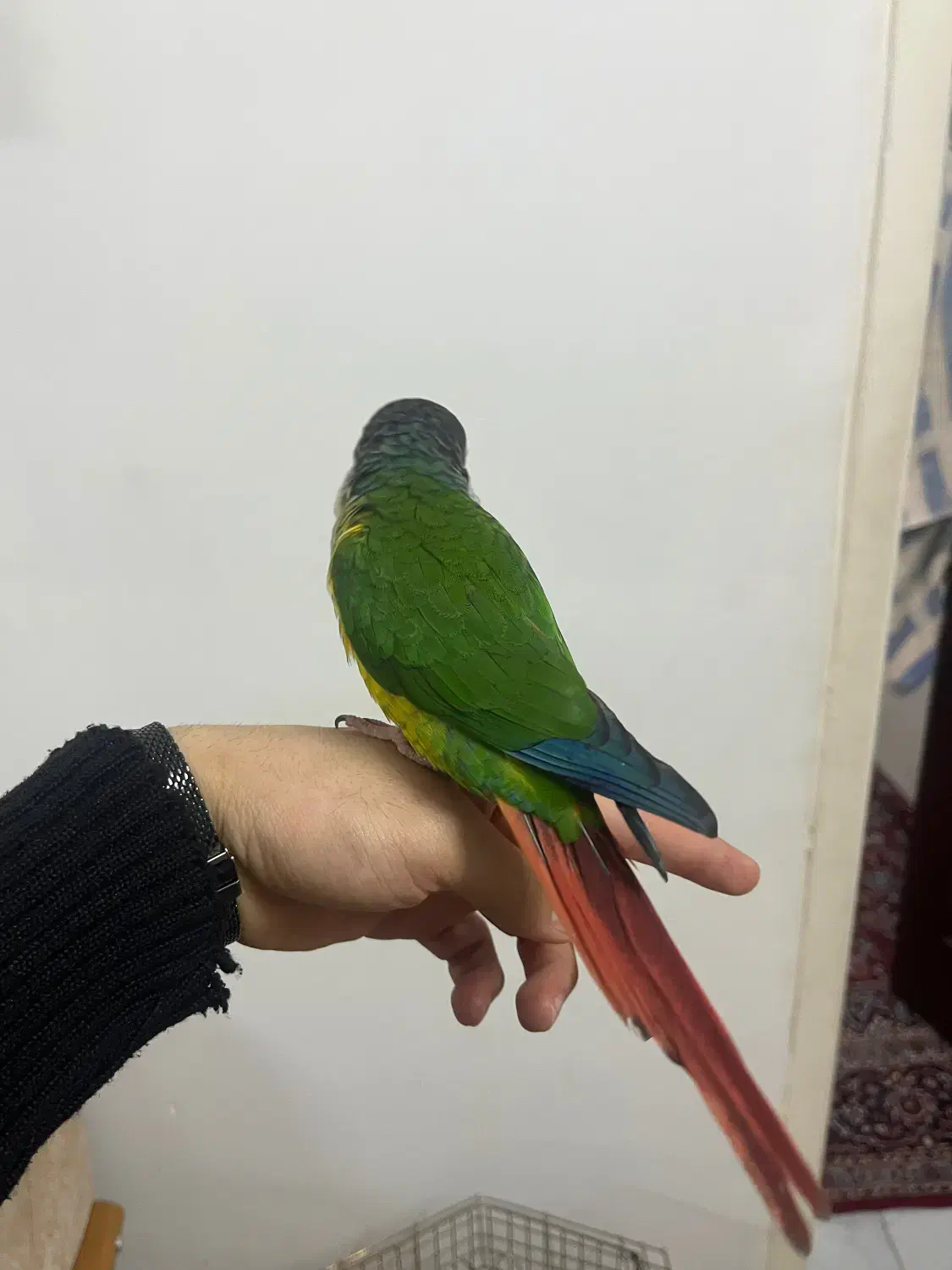 گرینچیک|پرنده|قم, یزدان‌شهر|دیوار