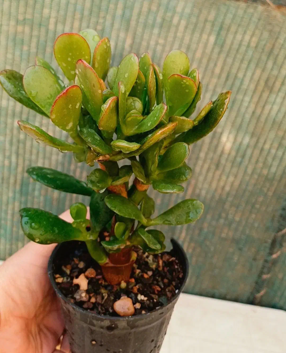 گل اپارتمانی|گل و گیاه طبیعی|زابل, |دیوار