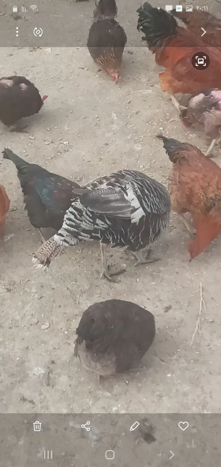 غاز|حیوانات مزرعه|ملایر, |دیوار