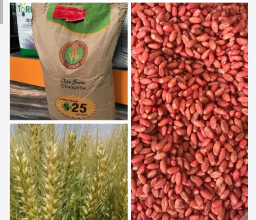 بذر گندم|خدمات باغبانی و درختکاری|شیراز, سیلو|دیوار