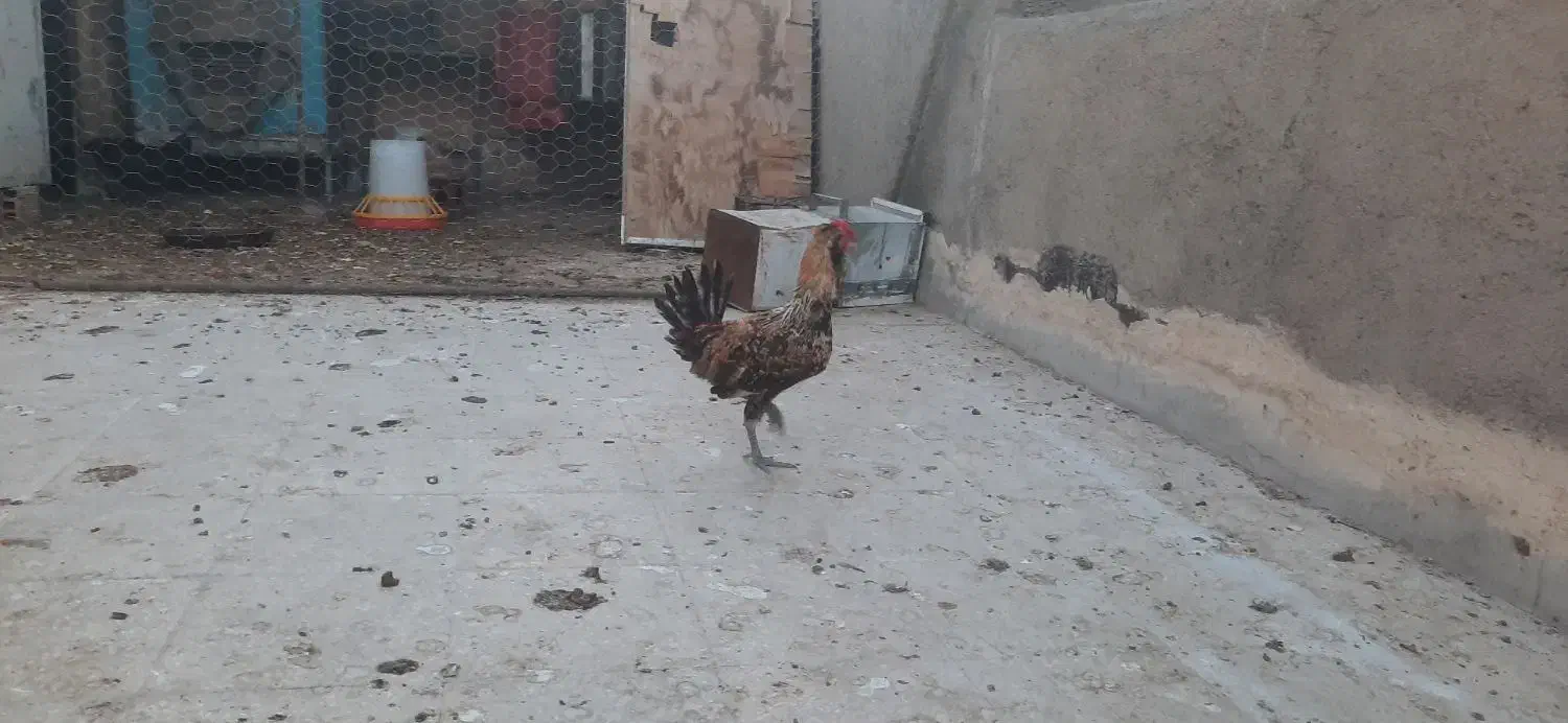 خروس تزئینی بالغ|حیوانات مزرعه|قم, انصارالحسین|دیوار