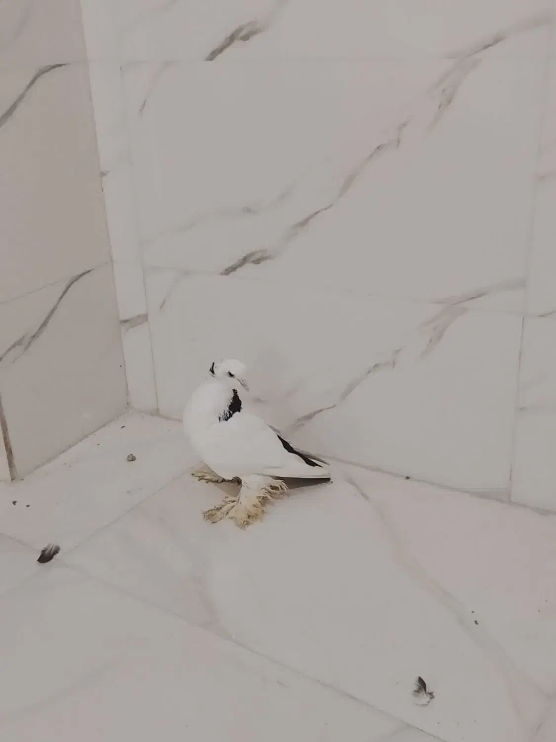 کبوتر|پرنده|تبریز, |دیوار