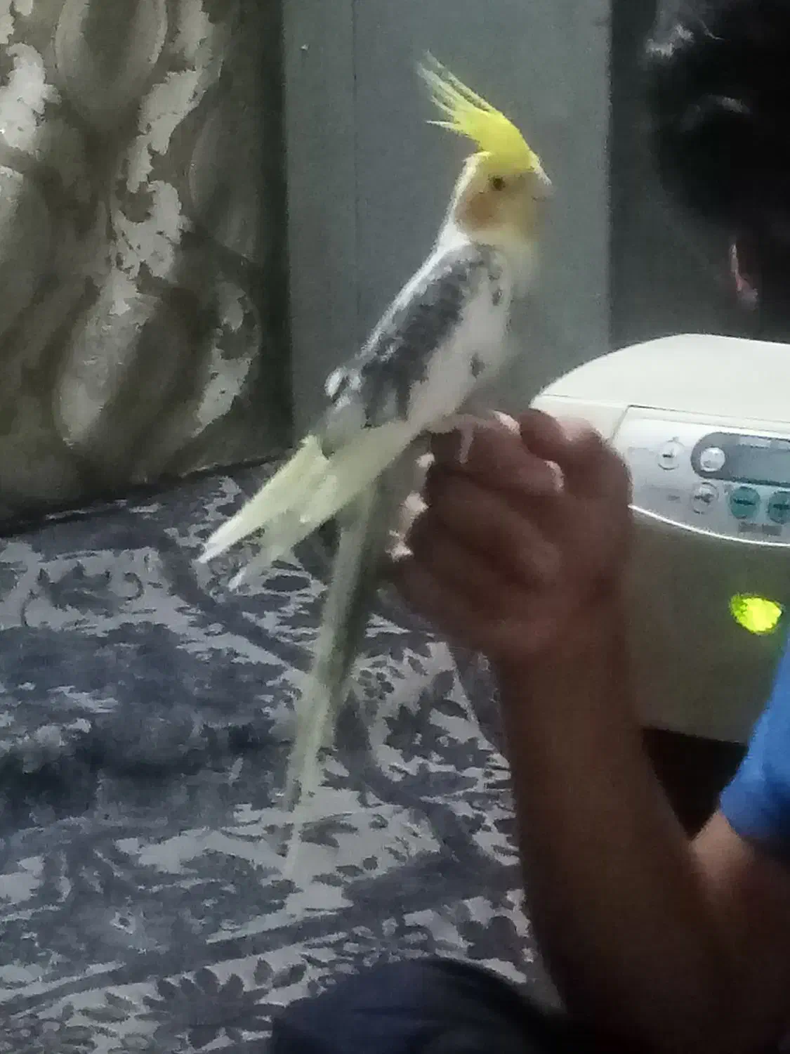 عروس هلندی دستی|پرنده|سراوان, |دیوار