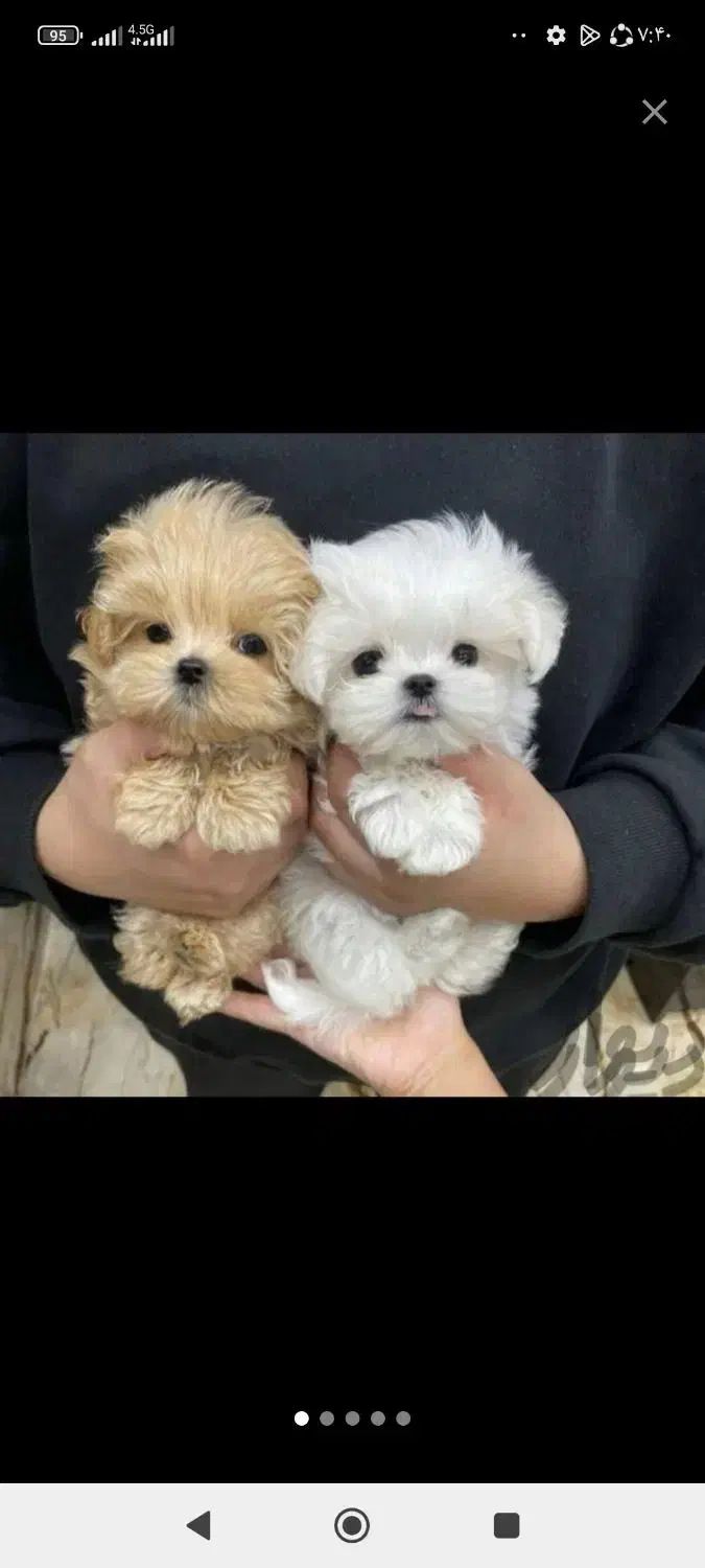 توله سگ خوشکل خونگی تا فردا نصف قیمت بازار|سگ|شیراز, باغ تخت|دیوار